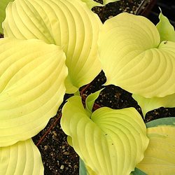 Хоста  'Даунс Ерли  Лайт' /              Hosta  hybrid  'Dawn's Early  Light'